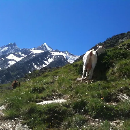 Bergruh Saas-Fee