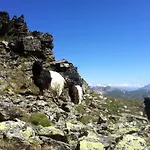 Bergruh * Saas-Fee